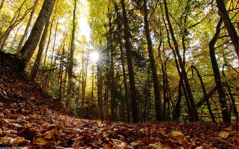 Which Element of Nature Defines You Deepest: Forest, Ocean, Mountain, or Desert?